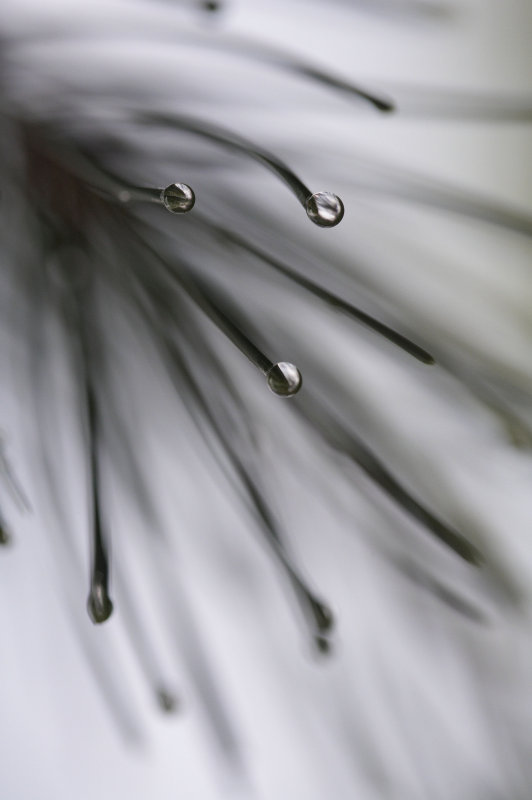 Needles &  Drops 1