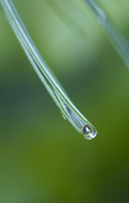 Needles & Drops 2