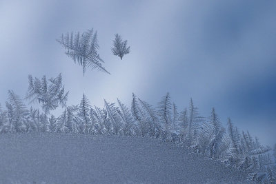 Frost Trees Dancing