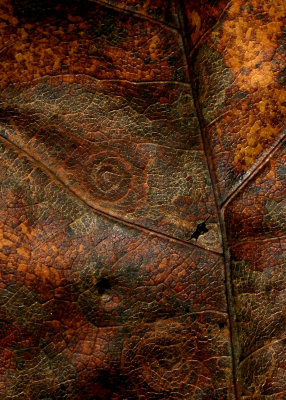 Leather Leaf