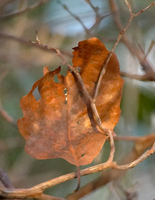December Leaf