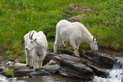 Mountain Goats near Logan Pass