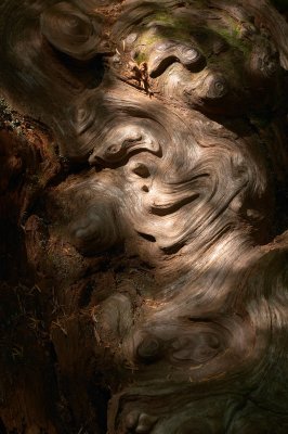 Cedar Root in Grove of the Patriarchs