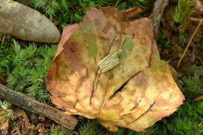 Scarred Leaf