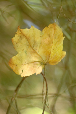 Early Autumn Maple Leaf