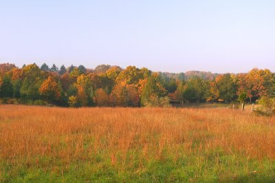 Meadow in Autumn