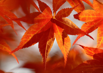 Japanese Maple In Autumn
