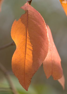 Dogwood Leaf