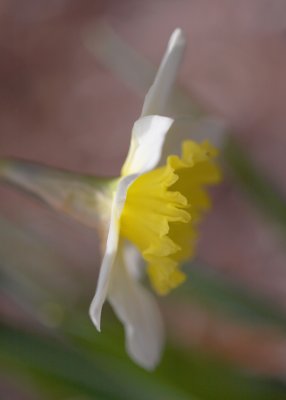 Daffodil in Profile