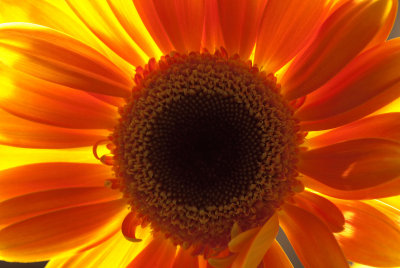 Sun-flower