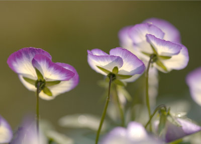 Morning Pansies