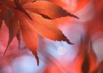 Japanese Maple in Autumn 2