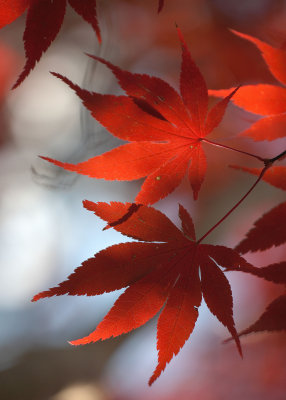 Japanese Maple in Autumn 3
