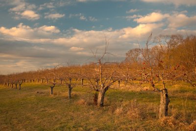 Last Apples