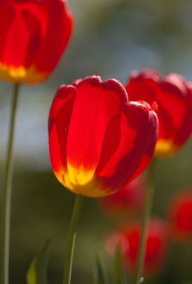 Sunlit Tulips 2