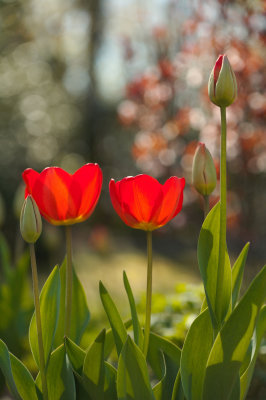 Sunlit Tulips