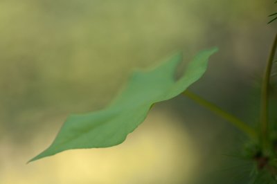 Morning Glory Leaf