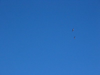 Condors on the wing