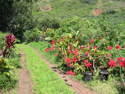 Small plantation in Waihee Valley