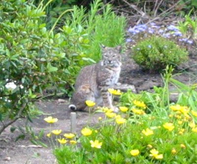 Bobcat 5-30-07 #1