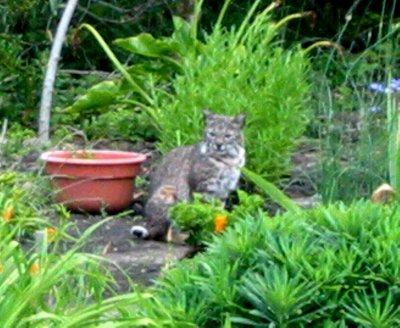 Bobcat 5-30-07 #2