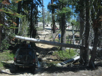 Under a fallen tree