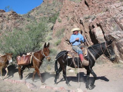Mules on the trail