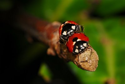 dsc_2825b_800.jpg