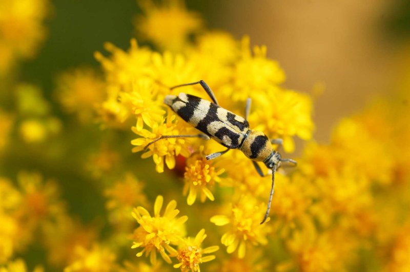 Chlorophorus varius