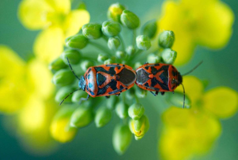 Baumwanze (Eurydema sp.)