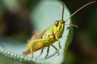 Smiling grasshopper?