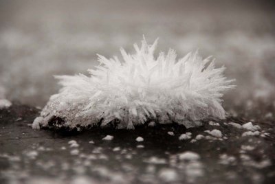 Snow Caterpillar