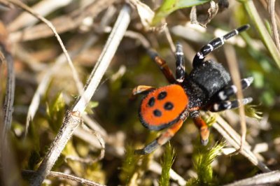 Eresus kollari (male)