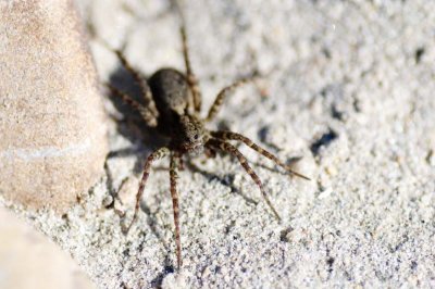 Wolf spider (Pardosa sp.)