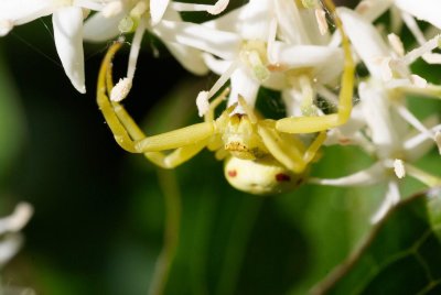 Misumena vatia