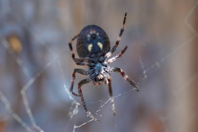 Nuctenea umbratica