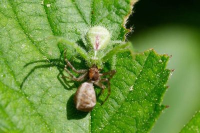 Heriaeus graminicola