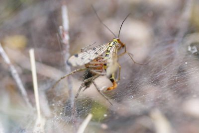 Agelena labyrinthica