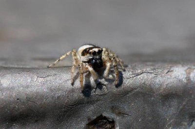 Salticus scenicus