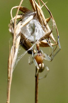 Cheiracanthium sp.