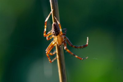 Araneus diadematus