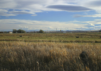 Deer and Lenticular Clouds