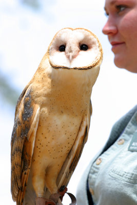 Stretching Barn Owl