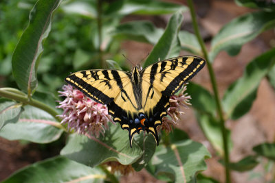 Swallowtail Close-up