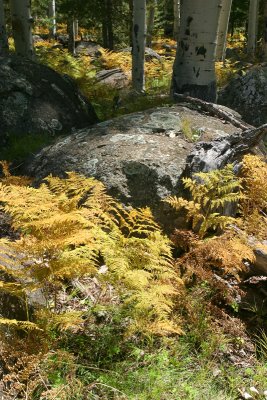 Rocks and Ferns