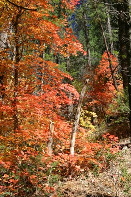 Fall Afternoon