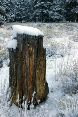 Blanketed Stump