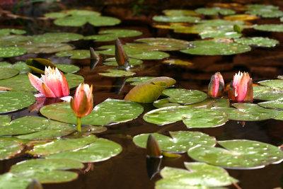 Water Lilies