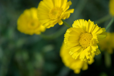 Desert Marigold