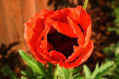 Poppy from Above
